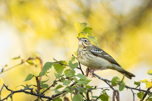 Baumpieper - Anthus trivialis