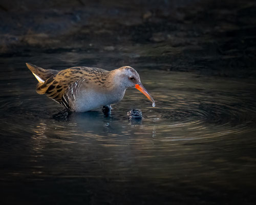 Wasserralle - Water rail - Rallus aquaticus