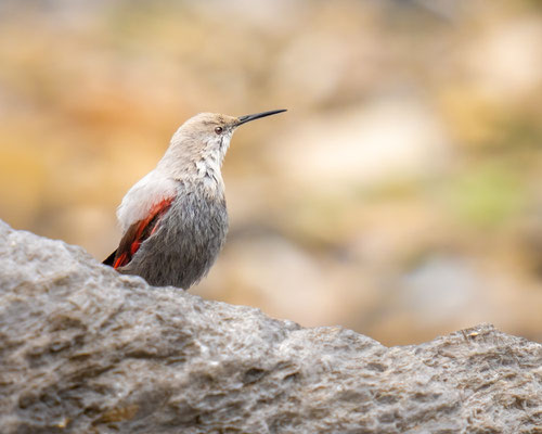 Mauerläufer - Wallcreeper - Tichodroma muraria