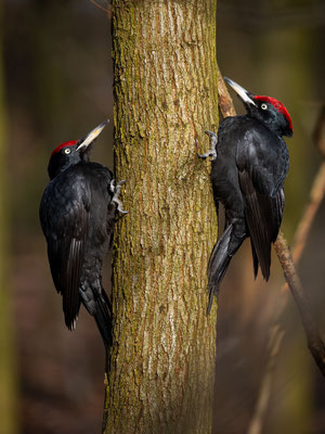 Schwarzspecht - Black woodpecker - Dryocopus martius