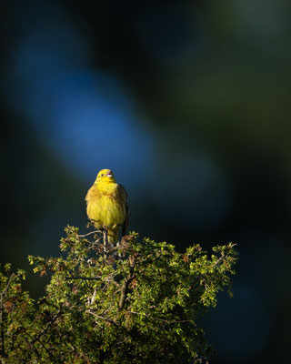 Goldammer - Emberiza citrinella