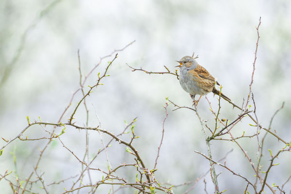Heckenbraunelle - Prunella modularis