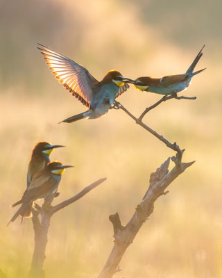 Bienenfresser - European bee-eater - Merops apiaster