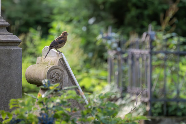 Amsel - Turdus merula