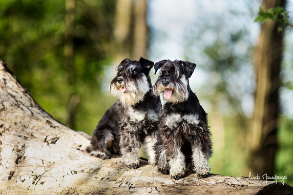 Tündi und Aloma