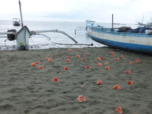 fleurs d'hisbicus sur la plage