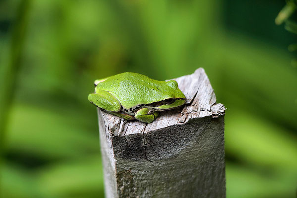Laubfrosch am See