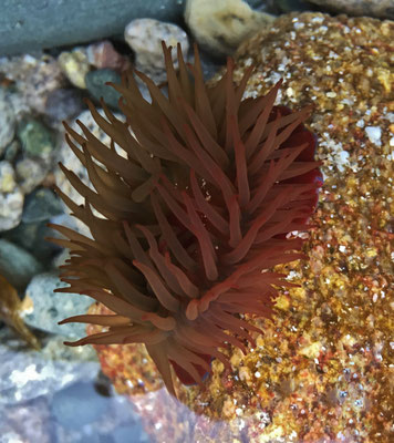 Seeanemonen in der Bucht von Audierne, Gezeitenbecken, Beobachtung