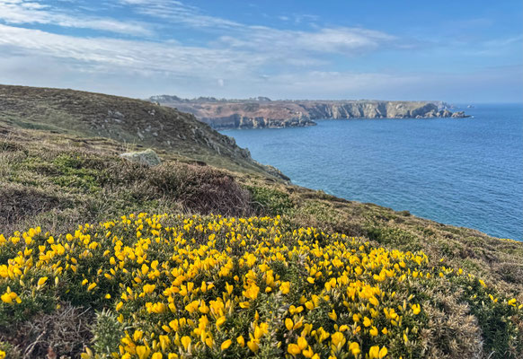 Der GR34 von Pors Théolen zur Pointe de Brézellec im April, ein Blütenmeer, Cap Sizun, Wandern auf dem Küstenweg