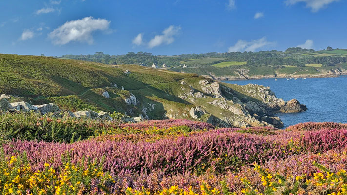 Heidelandschaft an der Küste, Cap Sizun, Küstenwanderweg, wandern mit Hund, hundefreundliche Ferienhäuser