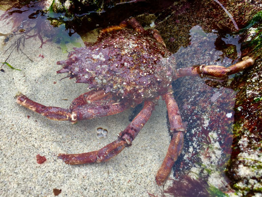 Wattfischen, Eine Seespinne, Arraignée