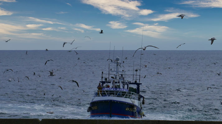 Das Einlaufen der Fischerboote in Le Guilvinec, Einlaufparade