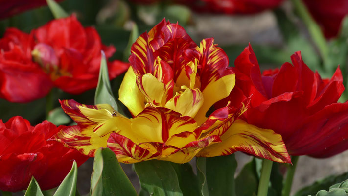 Die Tulpenfelder von Plomeur, La Torche, Finistère, Bretagne