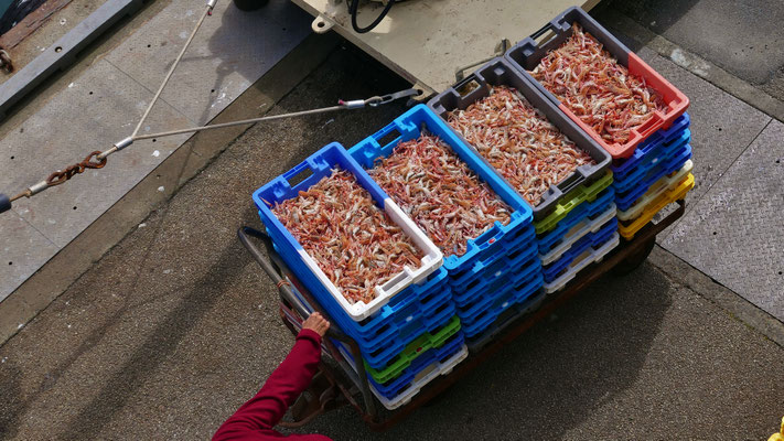 Das Einlaufen der Fischerboote in Le Guilvinec, Entladen des Fangs, Fischversteigerung, Criée