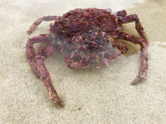 Wattfischen Eine Seespinne, Arraignée
