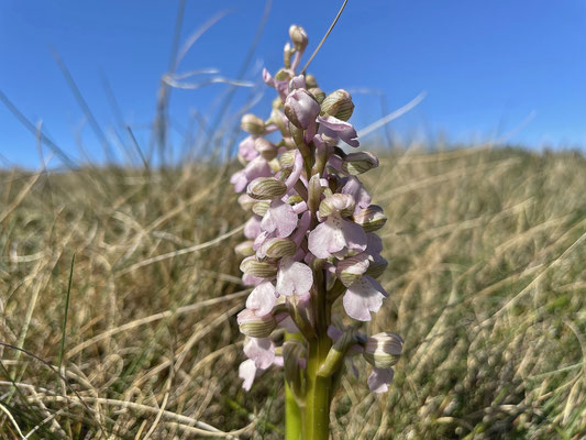 Orchideen, Knabenkraut, Cap Sizun, Finistère. Ferienhäuser für Naturfreunde mit Hund