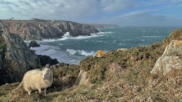 Cap Sizun, Réserve du Cap Sizun, Schafe Küstenpflege, Vogelreservat, wilde Natur