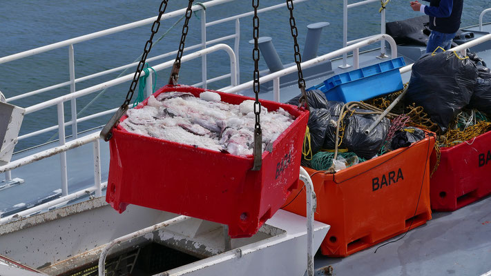 Das Einlaufen der Fischerboote in Le Guilvinec, Entladen des Fangs, Fischversteigerung, Criée