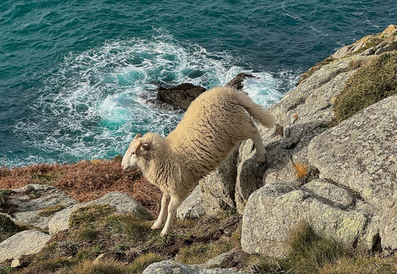 Réserve du Cap Sizun Est, Goulien, steile Klippen Schafe der Rasse Landes de Bretagne