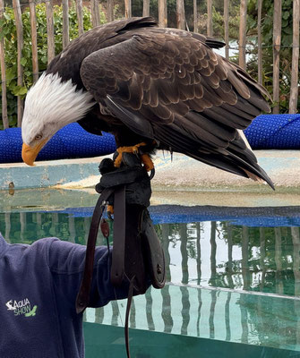 Aquashow in Audierne, Aquarium und Greifvogelschau, Bucht von Audierne, Cap Sizun, Greifvogelschau
