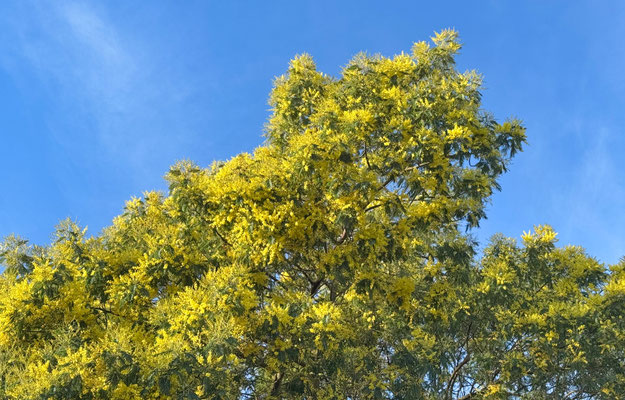 Mimosenblüte im Januar, Cap Sizun, Ferienhaus Ker Armor und Ferienhaus Tal Ar Mor, Plouhinec