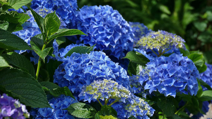 Blaue Hortensien, Bretgne, Cap Sizun