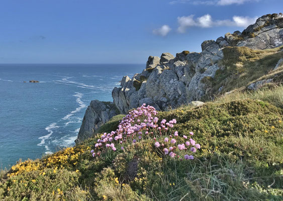Die blühende Küste bei Pors Théolen, Cap Sizun, Finistère