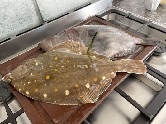 Meeresfrüchte in der Bretagne, Fisch und Krustentiere frisch vom Boot