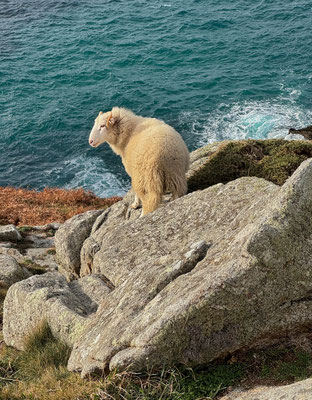 Réserve du Cap Sizun Est, Goulien, steile Klippen Schafe der Rasse Landes de Bretagne