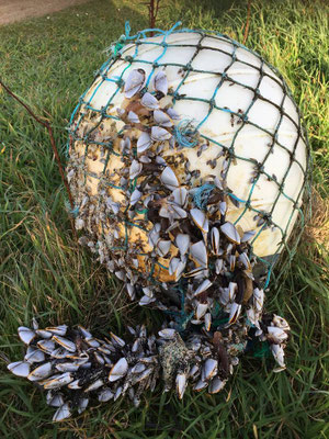Gezeitenfischerei, pêche à pied, Strandfunde, Anatifs