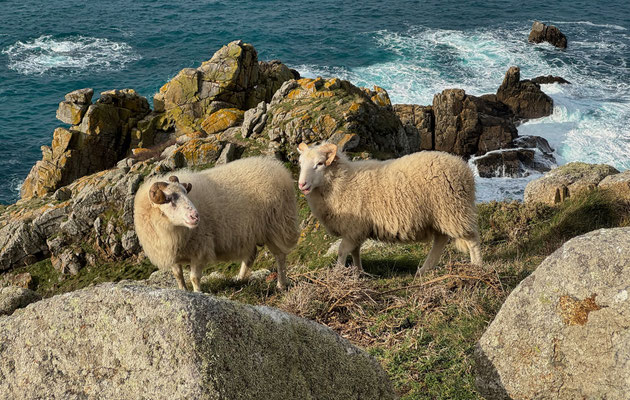 Réserve du Cap Sizun Est, Goulien, steile Klippen Schafe der Rasse Landes de Bretagne