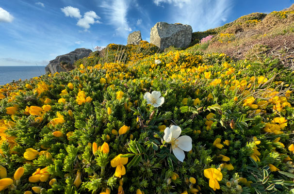 Der GR34 von Pors Théolen zur Pointe de Brézellec im April, ein Blütenmeer, Cap Sizun, Wandern auf dem Küstenweg