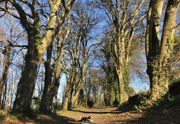 Le bois de Suguensou, der Wald von Suguensou, Audierne, Goyen, Cap Sizun