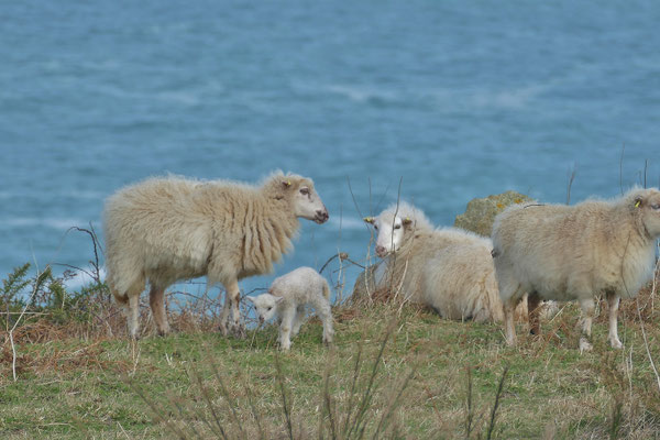 Réserve du Cap Sizun Est, Goulien, steile Klippen Schafe der Rasse Landes de Bretagne