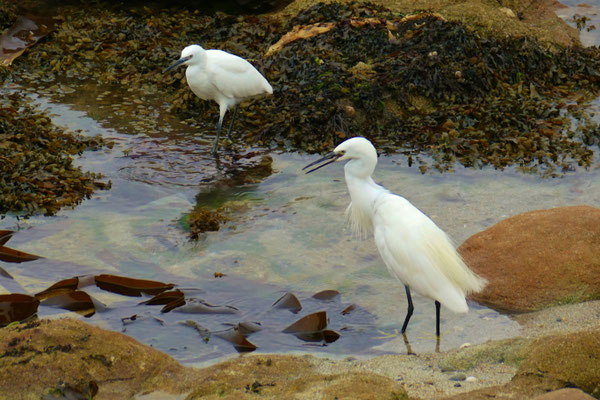 Die Bucht von Audierne, Vogelbeobachtungen, Seidenreiher