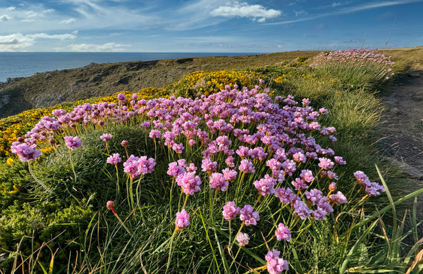 Der GR34 von Pors Théolen zur Pointe de Brézellec im April, ein Blütenmeer, Cap Sizun, Wandern auf dem Küstenweg
