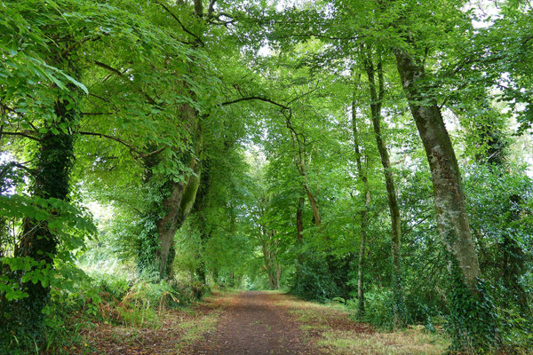 Le bois de Suguensou, der Wald von Suguensou, Audierne, Goyen, Cap Sizun