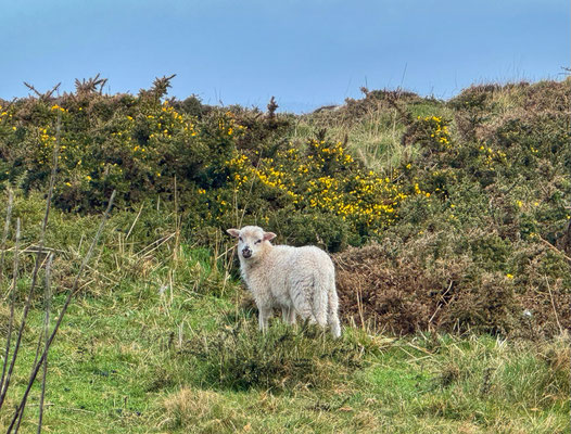Cap Sizun, Goulien, Réserve du Cap Sizun, GR34, Küstenwanderweg