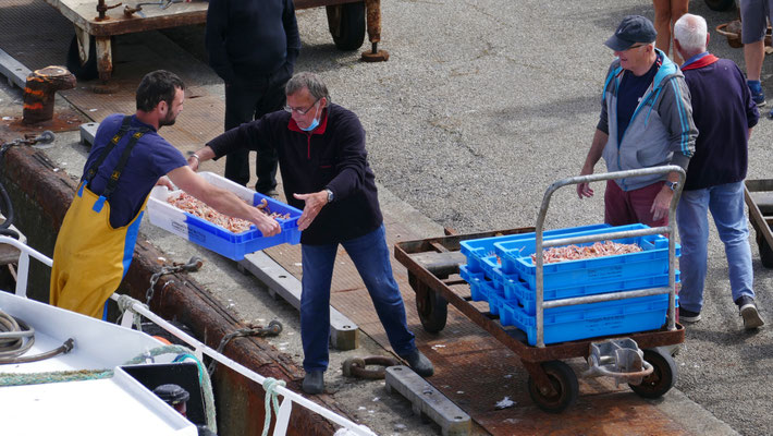 Das Einlaufen der Fischerboote in Le Guilvinec, Entladen des Fangs, Fischversteigerung, Criée