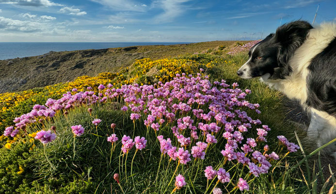 Der GR34 von Pors Théolen zur Pointe de Brézellec im April, ein Blütenmeer, Cap Sizun, Wandern auf dem Küstenweg