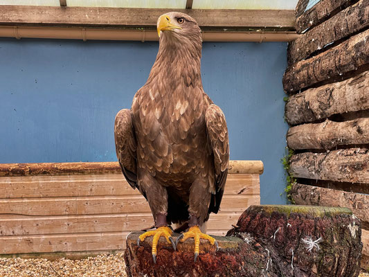 Aquashow in Audierne, Aquarium und Greifvogelschau, Bucht von Audierne, Cap Sizun, Greifvogelschau