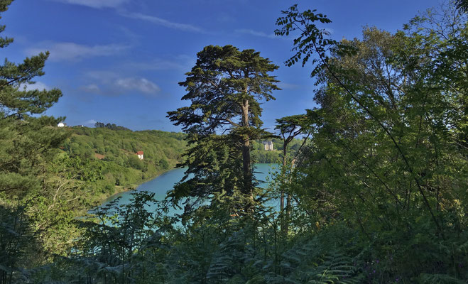 Le bois de Suguensou, der Wald von Suguensou, Audierne, Goyen, Cap Sizun