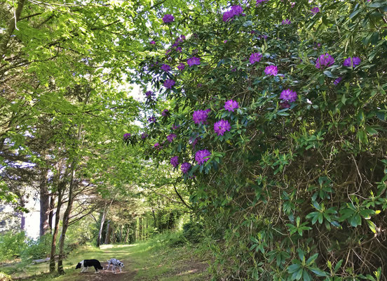 Le bois de Suguensou, der Wald von Suguensou, Audierne, Goyen, Cap Sizun