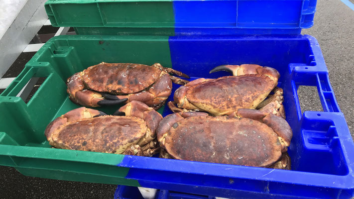 Szenen vom Markt in Audierne, Cap Sizun, Finistère, Bretagne