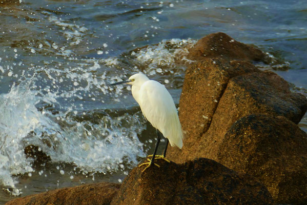 Die Bucht von Audierne, Vogelbeobachtungen, Seidenreiher