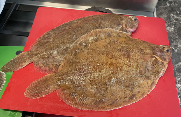 Fangfrischer Fisch vom Markt in Audierne, Steinbutt