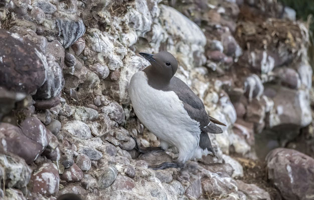 Réserve du Cap Sizun, Goulien, Vogelschutzgebiet