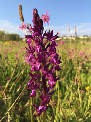 Orchideen, Knabenkraut, Cap Sizun, Finistère. Ferienhäuser für Naturfreunde mit Hund
