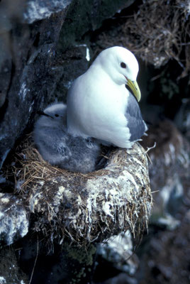 Réserve du Cap Sizun, Goulien, Vogelschutzgebiet