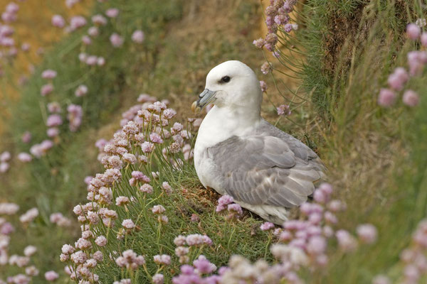Réserve du Cap Sizun, Goulien, Vogelschutzgebiet